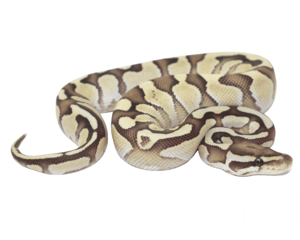 Nuclear Ball Python