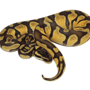 OD Fire Pos. Pastel Ball Python