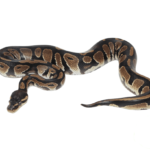 Orange Dream Black Head Ball Python