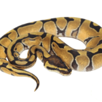 Orange Dream Enchi Ball Python