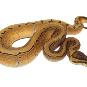 Orange Dream Enchi Pinstripe Ball Python