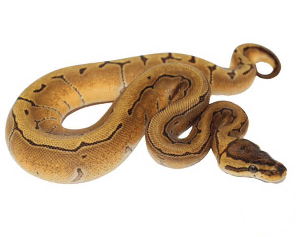 Orange Dream Enchi Pinstripe Ball Python