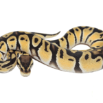 Orange Dream Fire Ball Python