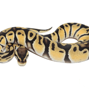 Orange Dream Fire Ball Python