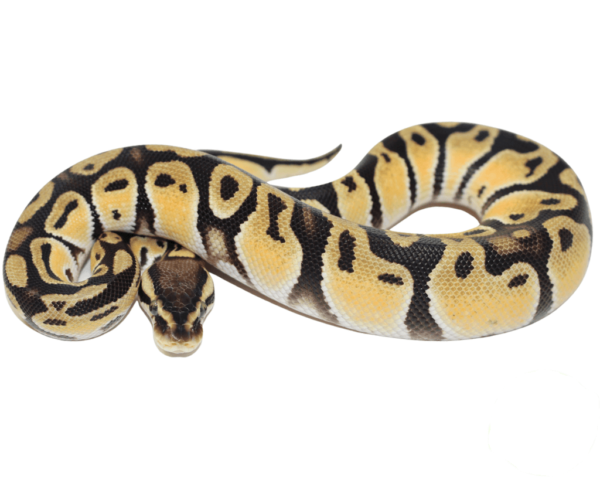 Orange Dream Fire Ball Python