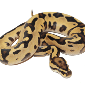 Orange Dream Fire Leopard Ball Python