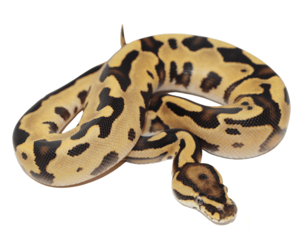 Orange Dream Fire Leopard Ball Python