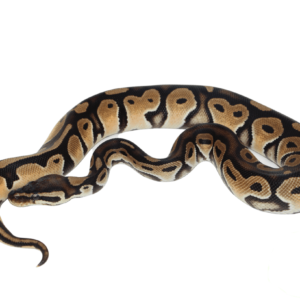 Orange Dream HRA Ball Python