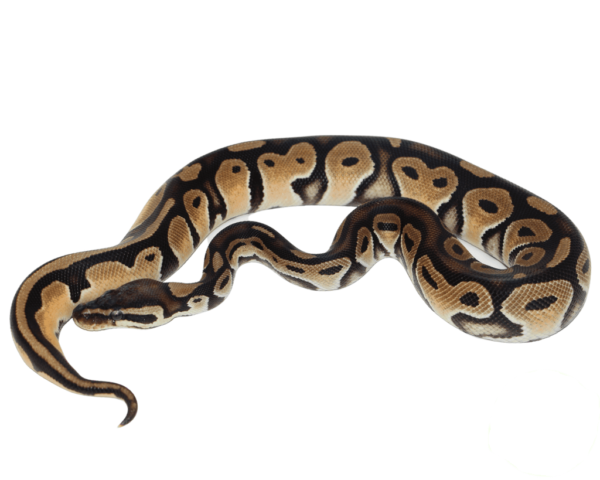 Orange Dream HRA Ball Python