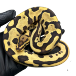 Orange Dream Leopard Ball Python