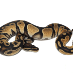 Orange Dream Yellowbelly Ball Python