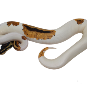 Orange Dream Yellowbelly Piebald Ball Python