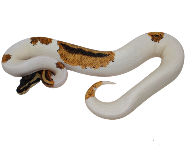 Orange Dream Yellowbelly Piebald Ball Python