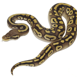 Pastave Ball Python