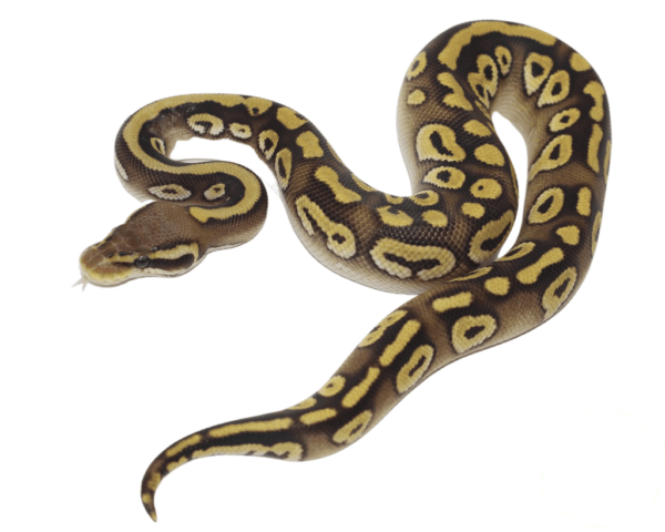 Pastave Ball Python