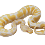 Pastel Albino Ball Python