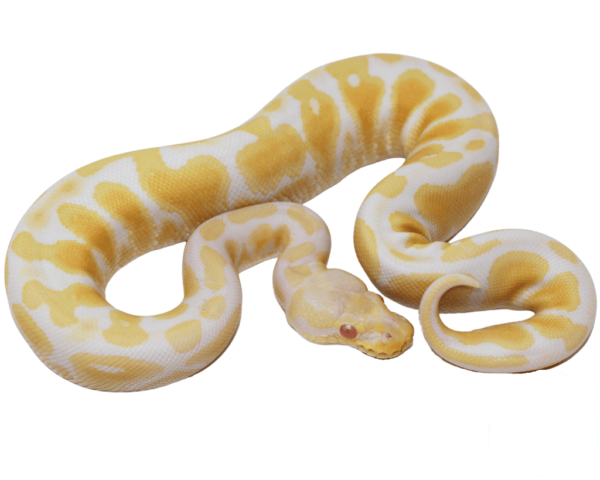 Pastel Albino Ball Python