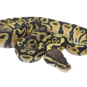 Pastel Ball Python Baby