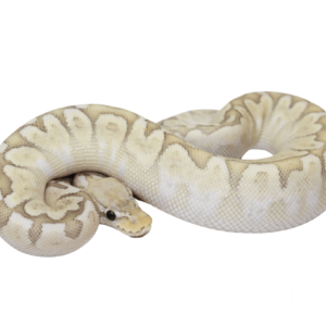 Pastel Bamboo Ball Python