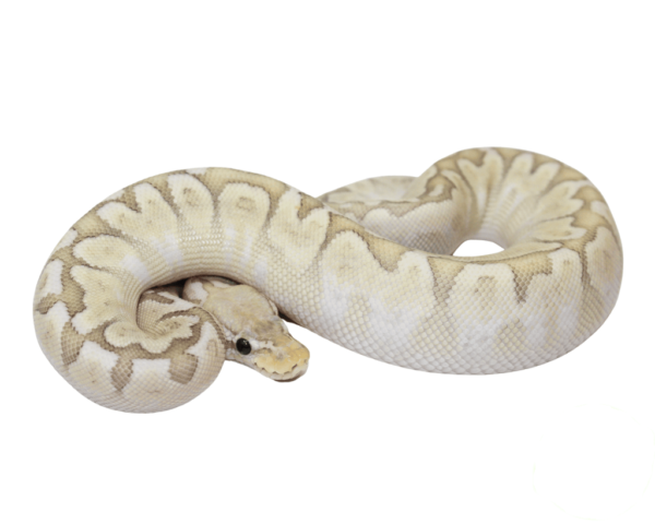 Pastel Bamboo Ball Python