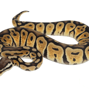 Pastel Bongo Ball Python