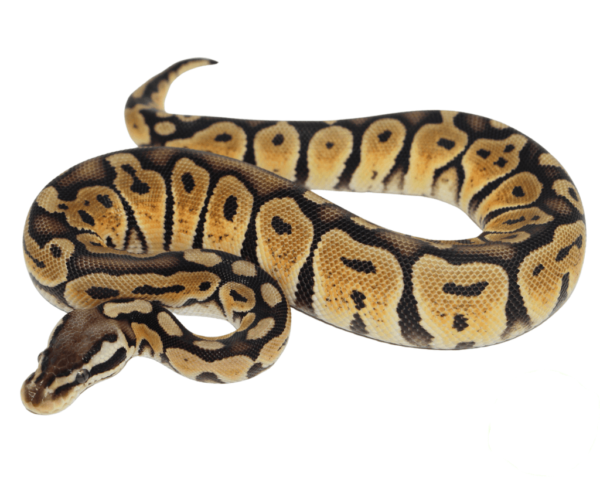 Pastel Bongo Ball Python