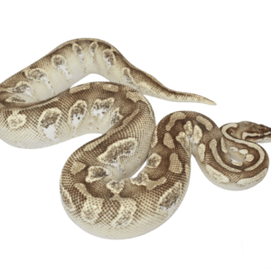 Pastel Butter Calico Ball Python Adult Female