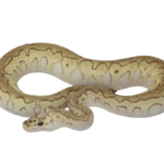 Pastel Butter Clown Ball Python