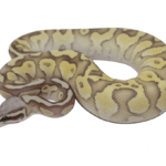 Pastel Butter Ghost Ball Python