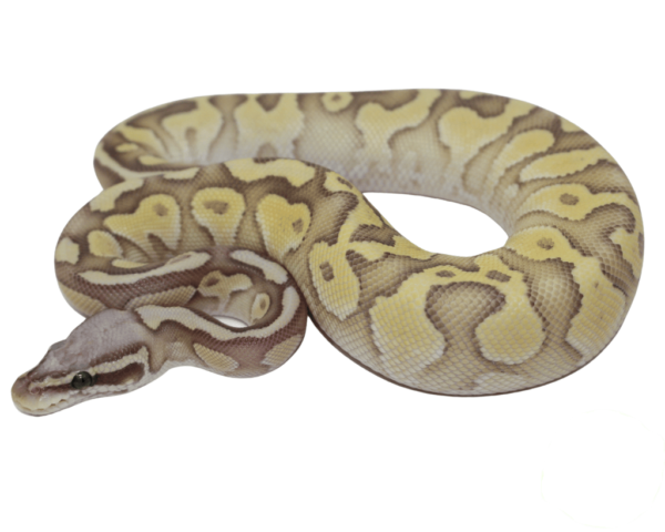 Pastel Butter Ghost Ball Python