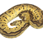 Pastel Clown Ball Python