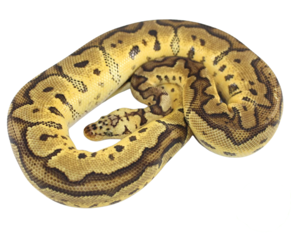 Pastel Clown Ball Python