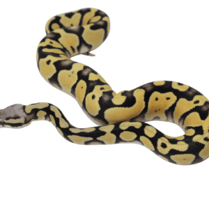 Pastel Desert Ghost Ball Python