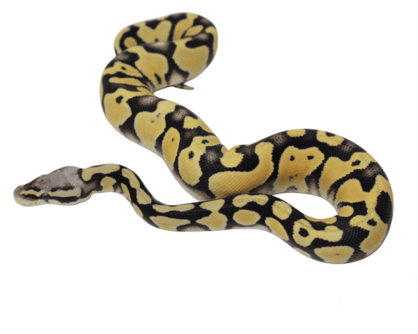 Pastel Desert Ghost Ball Python