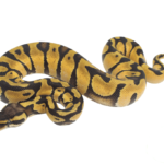 Pastel Enchi Ball Python Baby