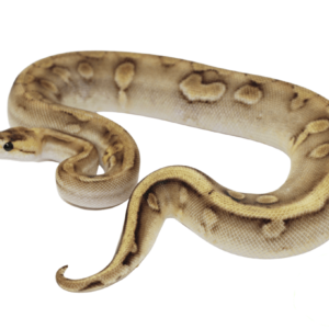 Pastel Enchi Champagne Ball Python