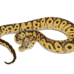 Pastel Enchi Clown Ball Python Baby