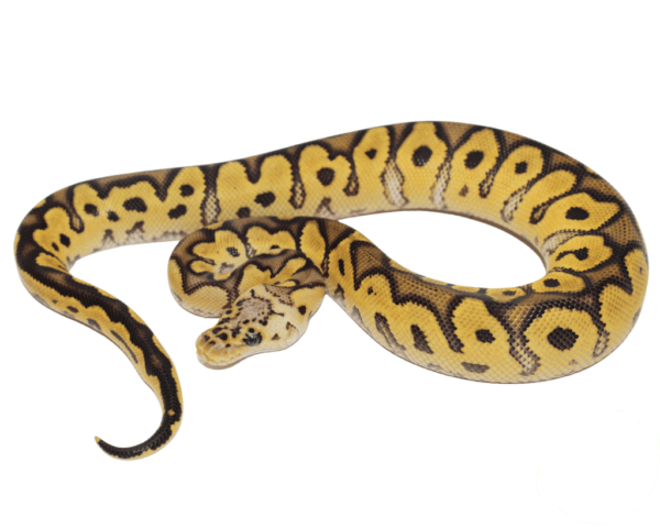 Pastel Enchi Clown Ball Python Baby