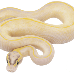 Pastel Enchi Ivory Ball Python