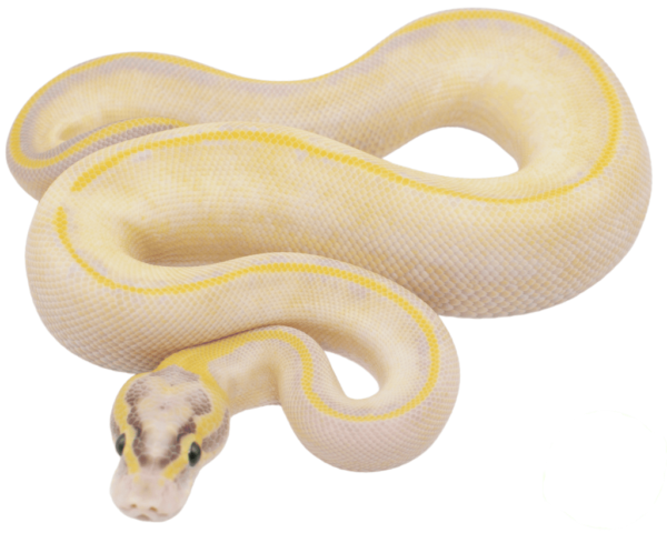 Pastel Enchi Ivory Ball Python