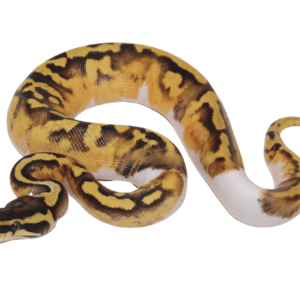 Pastel Enchi Piebald Ball Python