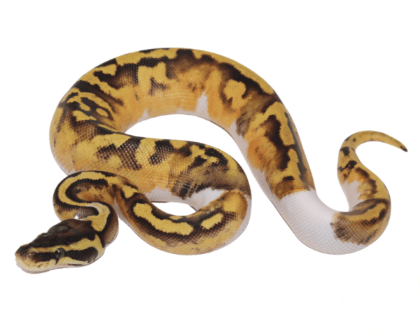 Pastel Enchi Piebald Ball Python