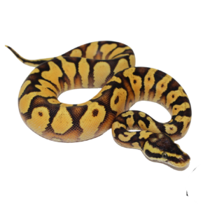 Pastel Enchi Yellowbelly Ball Python Baby