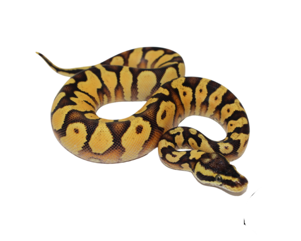 Pastel Enchi Yellowbelly Ball Python Baby