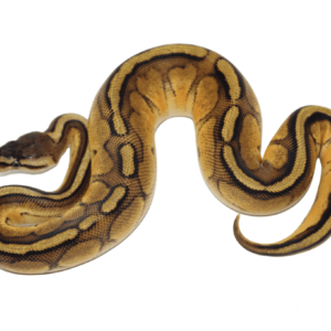 Pastel Genetic Stripe Ball Python