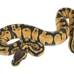 Pastel Het Clown Ball Python