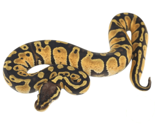 Pastel Het Clown Ball Python