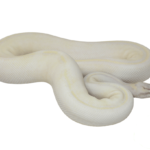 Pastel Ivory Ball Python Adult