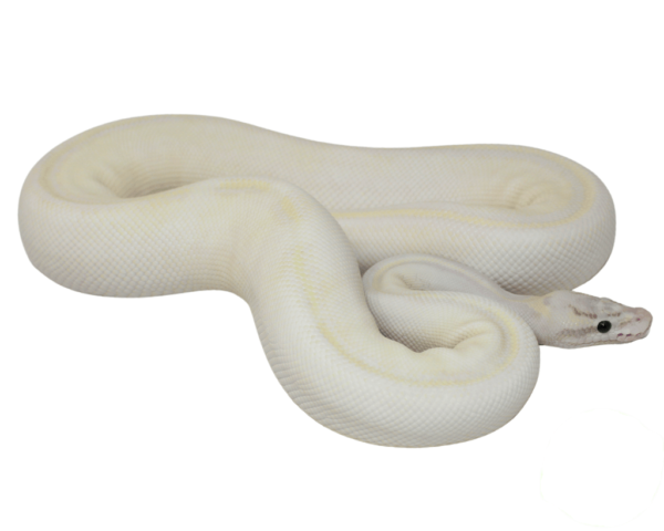 Pastel Ivory Ball Python Adult