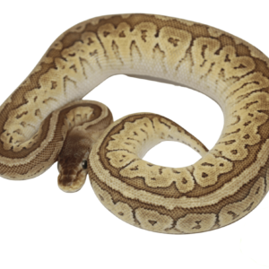 Pastel Jigsaw Ball Python